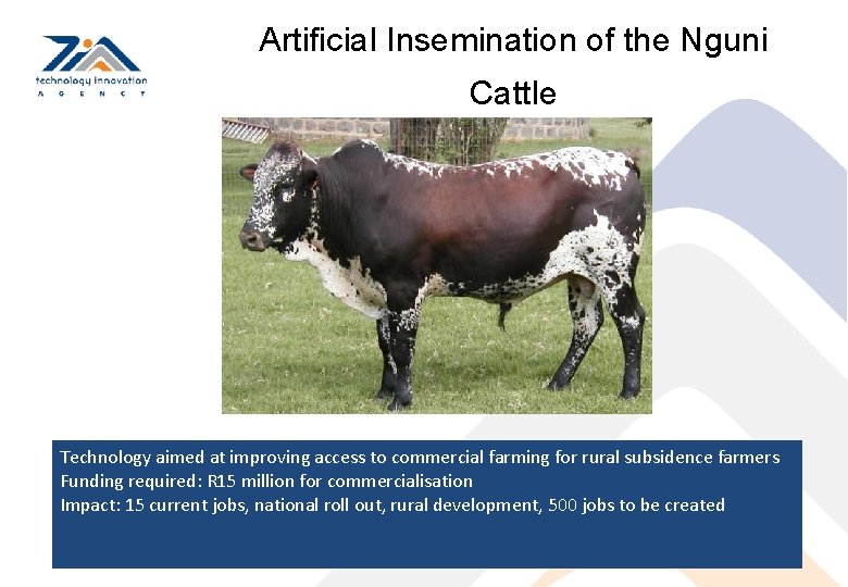 Artificial Insemination of the Nguni Cattle Technology aimed at improving access to commercial farming
