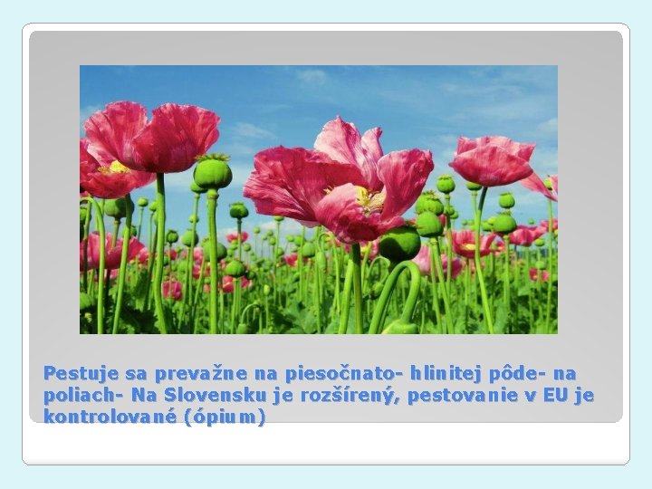 Pestuje sa prevažne na piesočnato- hlinitej pôde- na poliach- Na Slovensku je rozšírený, pestovanie