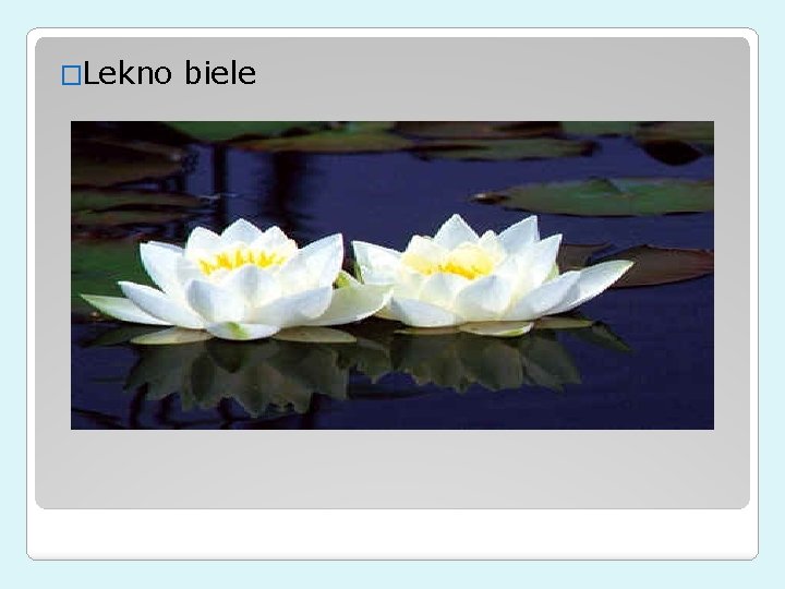 �Lekno biele 