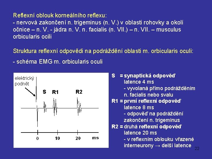 Reflexní oblouk korneálního reflexu: - nervová zakončení n. trigeminus (n. V. ) v oblasti