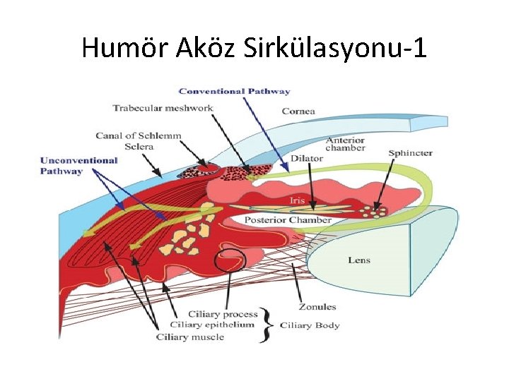 Humör Aköz Sirkülasyonu-1 