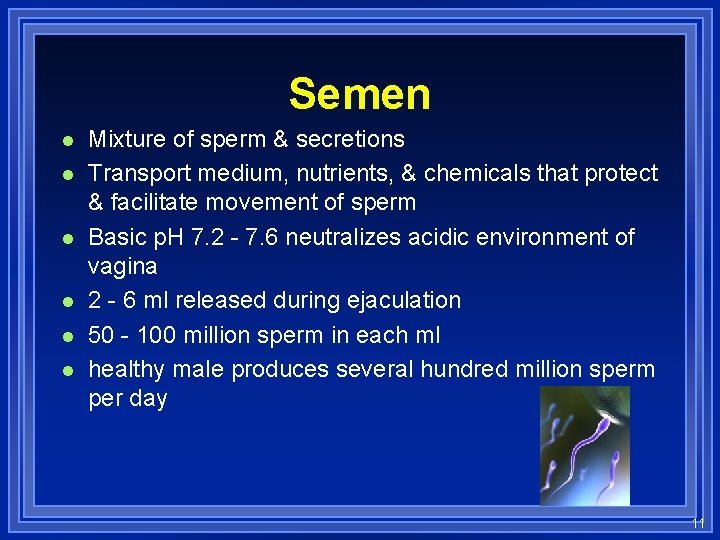 Semen l l l Mixture of sperm & secretions Transport medium, nutrients, & chemicals
