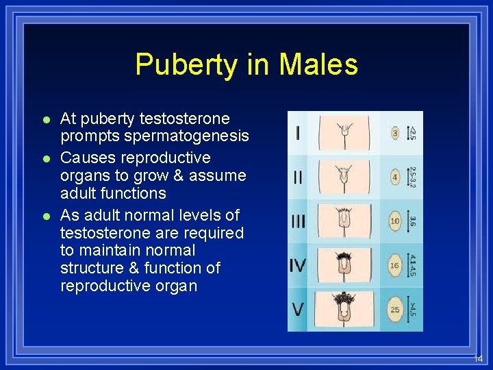 Puberty in Males l l l At puberty testosterone prompts spermatogenesis Causes reproductive organs