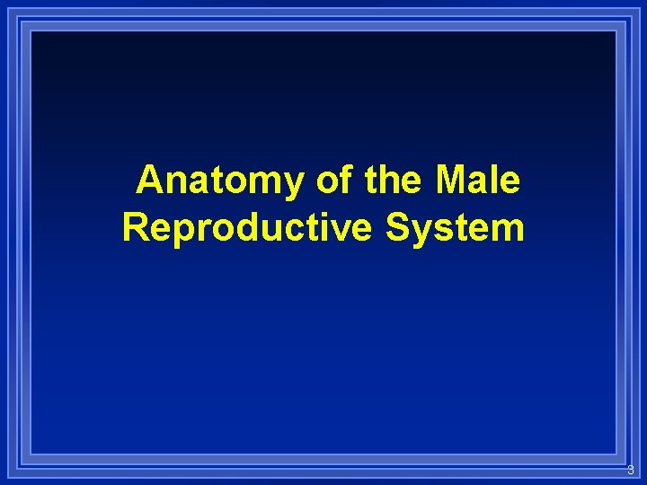 Anatomy of the Male Reproductive System 3 