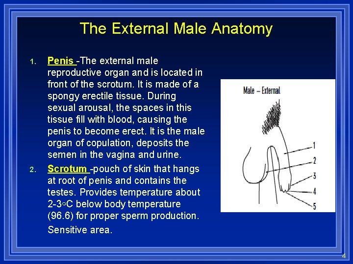 The External Male Anatomy 1. 2. Penis -The external male reproductive organ and is