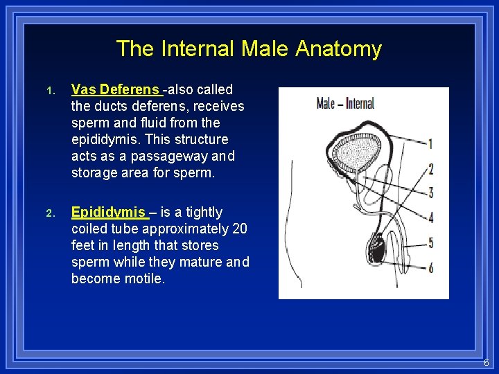 The Internal Male Anatomy 1. Vas Deferens -also called the ducts deferens, receives sperm