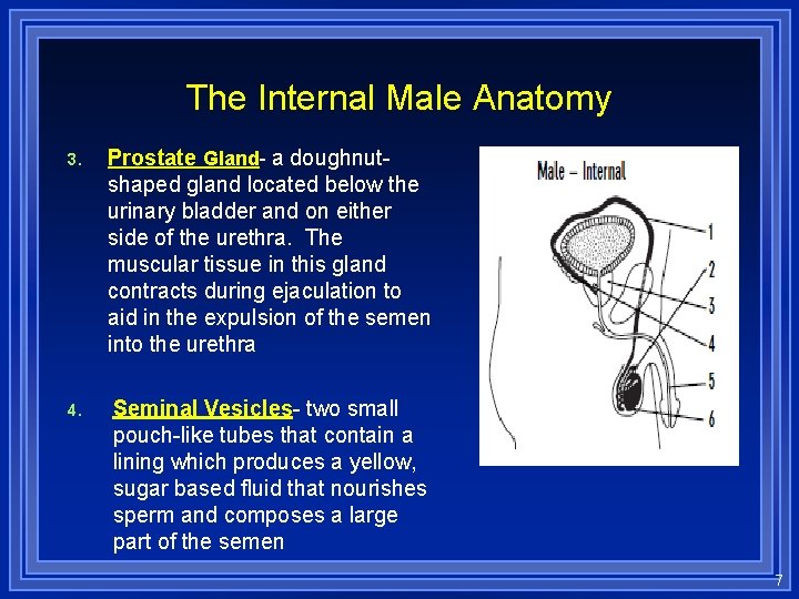 The Internal Male Anatomy 3. Prostate Gland- a doughnutshaped gland located below the urinary