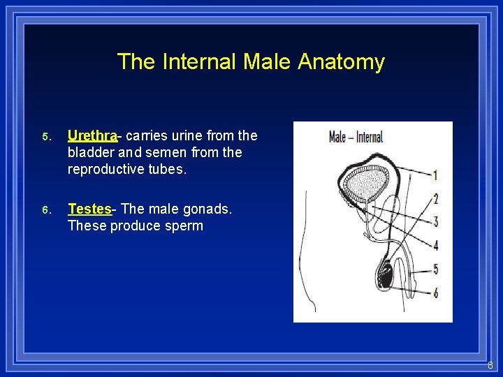 The Internal Male Anatomy 5. Urethra- carries urine from the bladder and semen from