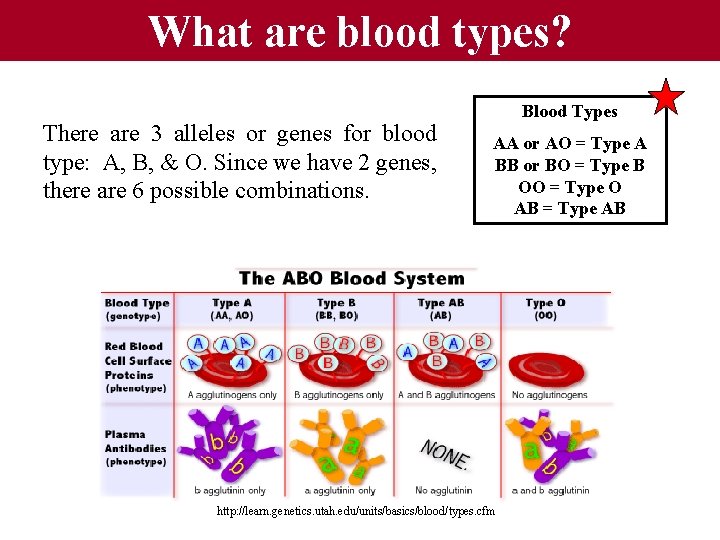 What are blood types? There are 3 alleles or genes for blood type: A,