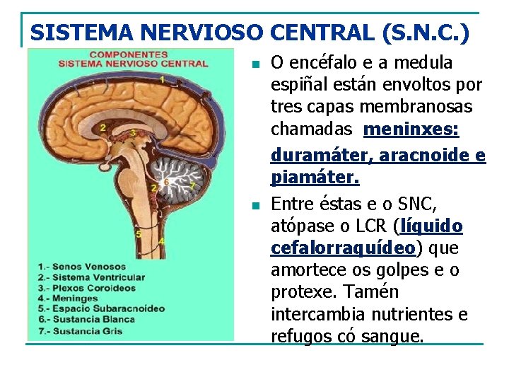 SISTEMA NERVIOSO CENTRAL (S. N. C. ) n n O encéfalo e a medula
