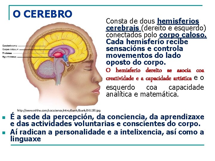 O CEREBRO n n Consta de dous hemisferios cerebrais (dereito e esquerdo) conectados polo