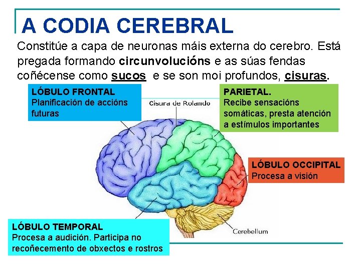 A CODIA CEREBRAL Constitúe a capa de neuronas máis externa do cerebro. Está pregada