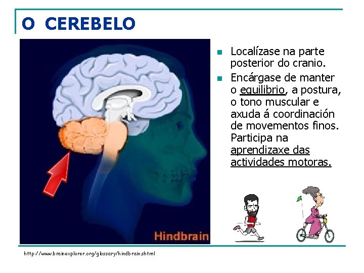 O CEREBELO n n http: //www. brainexplorer. org/glossary/hindbrain. shtml Localízase na parte posterior do