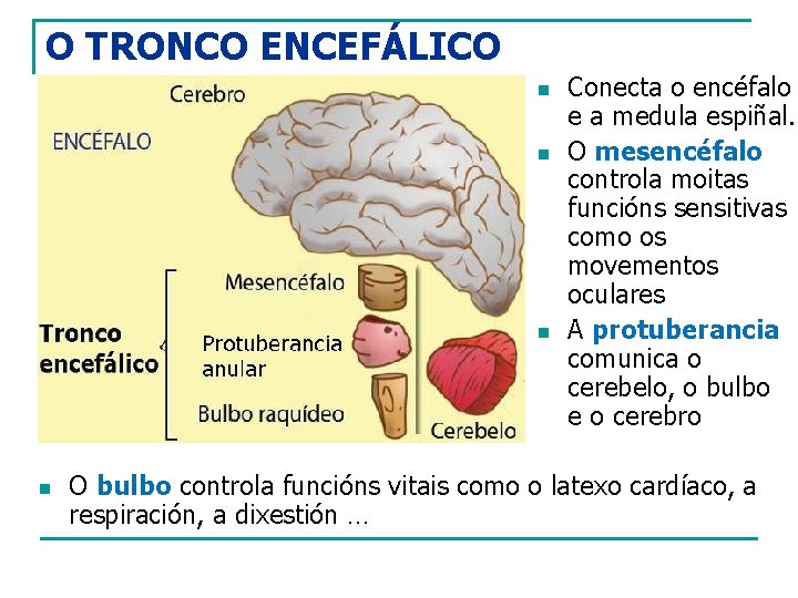 O TRONCO ENCEFÁLICO n n Conecta o encéfalo e a medula espiñal. O mesencéfalo