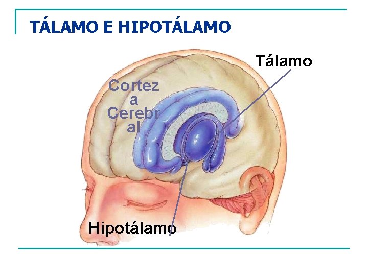 TÁLAMO E HIPOTÁLAMO Tálamo Cortez a Cerebr al Hipotálamo 