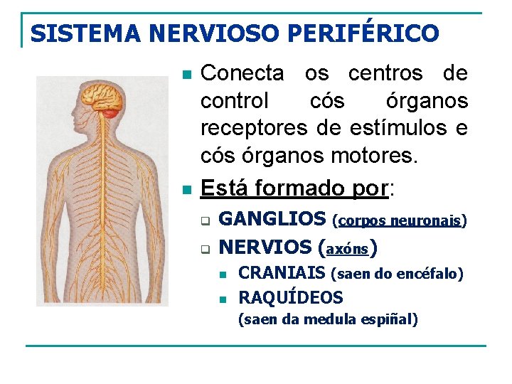 SISTEMA NERVIOSO PERIFÉRICO n n Conecta os centros de control cós órganos receptores de