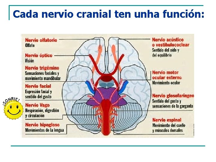 Cada nervio cranial ten unha función: 