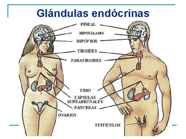 Glándulas endócrinas 
