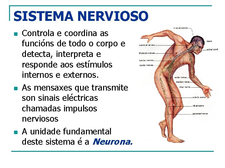 SISTEMA NERVIOSO n n n Controla e coordina as funcións de todo o corpo