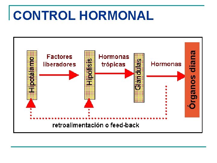 Órganos diana CONTROL HORMONAL 