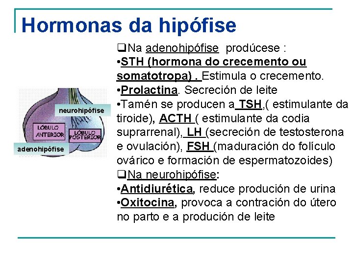 Hormonas da hipófise neurohipófise adenohipófise q. Na adenohipófise prodúcese : • STH (hormona do