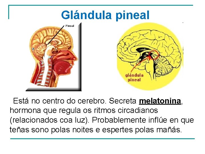 Glándula pineal Está no centro do cerebro. Secreta melatonina, hormona que regula os ritmos