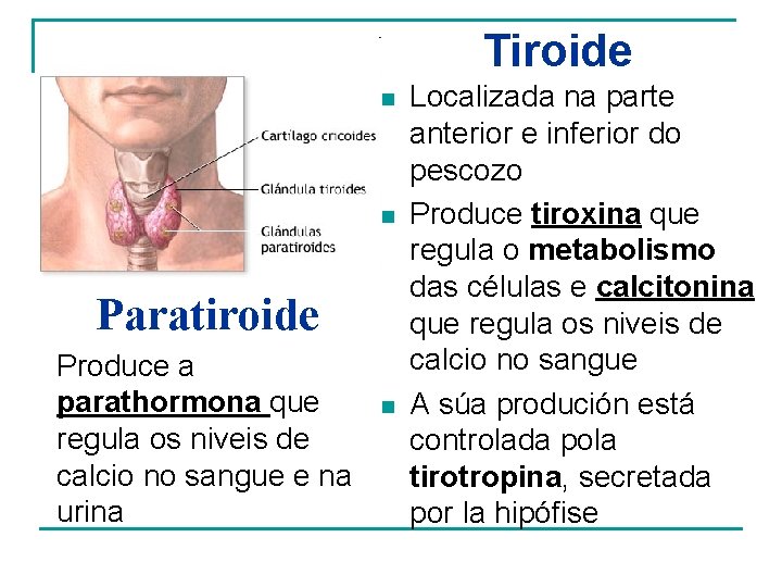 Tiroide n n Paratiroide Produce a parathormona que regula os niveis de calcio no