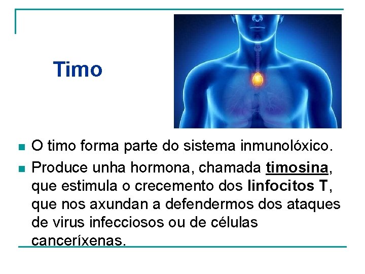 Timo n n O timo forma parte do sistema inmunolóxico. Produce unha hormona, chamada