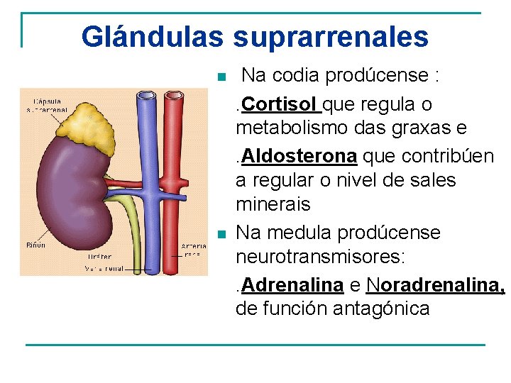 Glándulas suprarrenales n n Na codia prodúcense : . Cortisol que regula o metabolismo