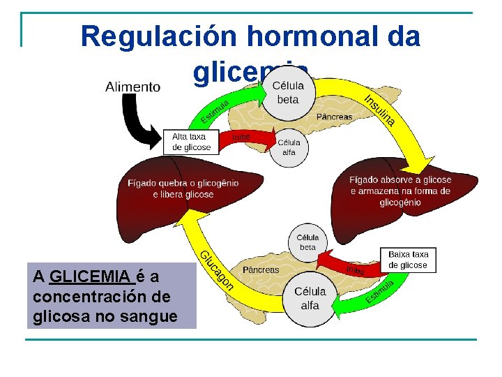 Regulación hormonal da glicemia A GLICEMIA é a concentración de glicosa no sangue 