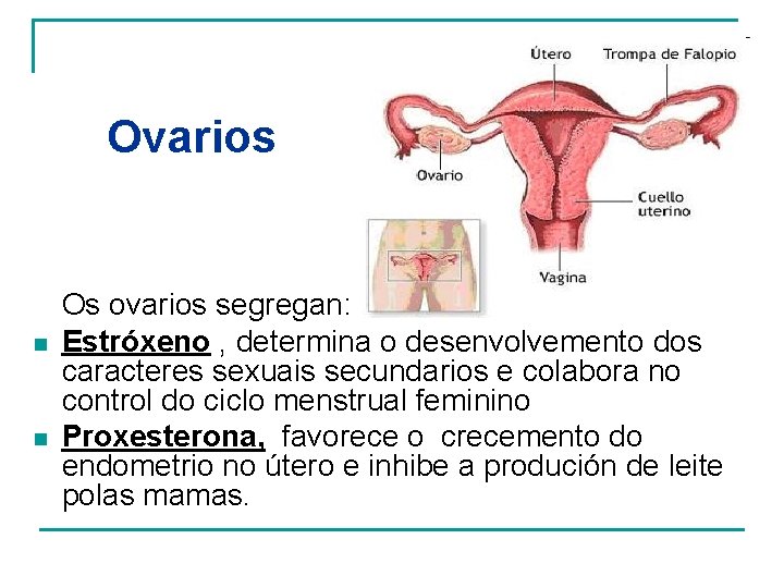 Ovarios n n Os ovarios segregan: Estróxeno , determina o desenvolvemento dos caracteres sexuais