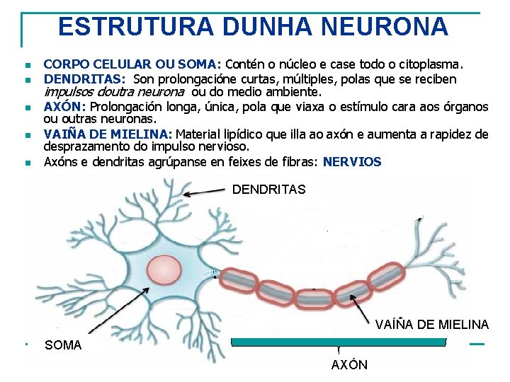 ESTRUTURA DUNHA NEURONA n n n CORPO CELULAR OU SOMA: Contén o núcleo e