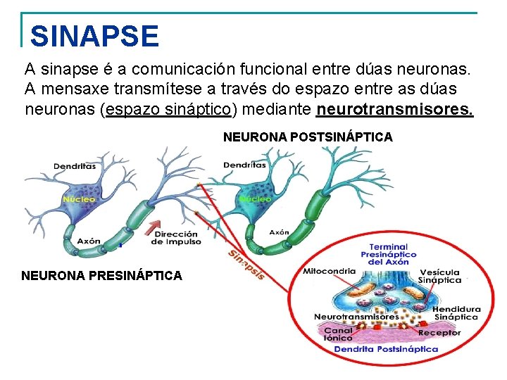 SINAPSE A sinapse é a comunicación funcional entre dúas neuronas. A mensaxe transmítese a