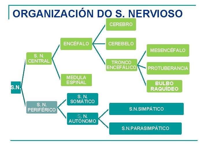 ORGANIZACIÓN DO S. NERVIOSO CEREBRO ENCÉFALO CEREBELO MESENCÉFALO S. N. CENTRAL TRONCO ENCEFÁLICO MEDULA