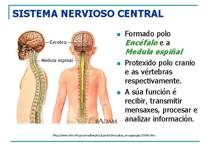 SISTEMA NERVIOSO CENTRAL n Formado polo Encéfalo e a Medula espiñal n n Protexido