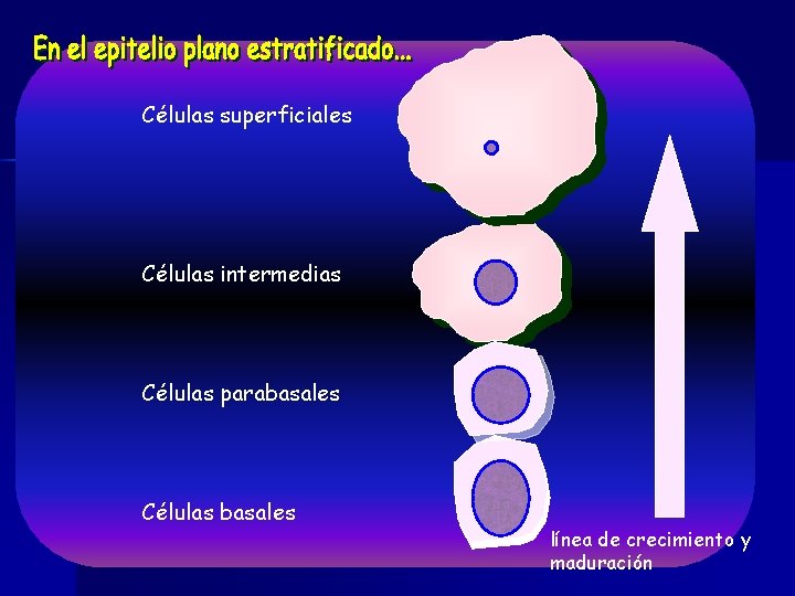 Células superficiales Células intermedias Células parabasales Células basales línea de crecimiento y maduración 