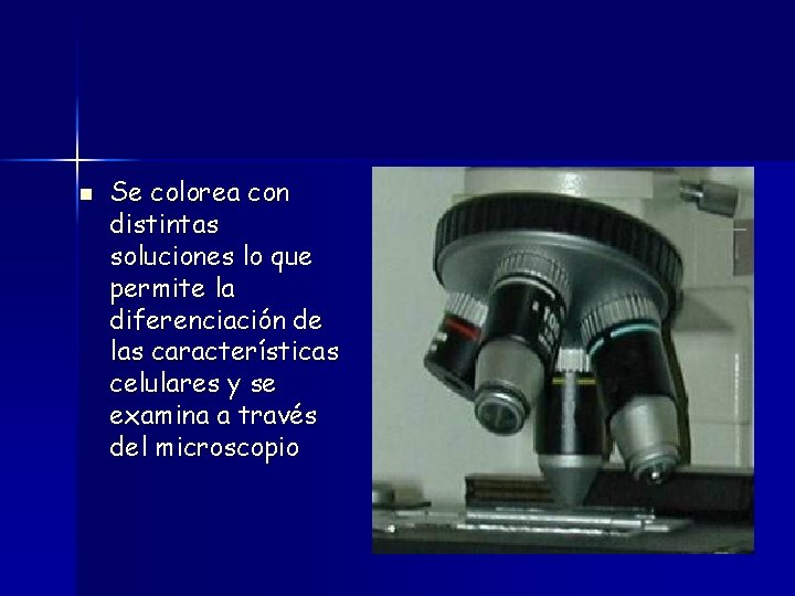 n Se colorea con distintas soluciones lo que permite la diferenciación de las características