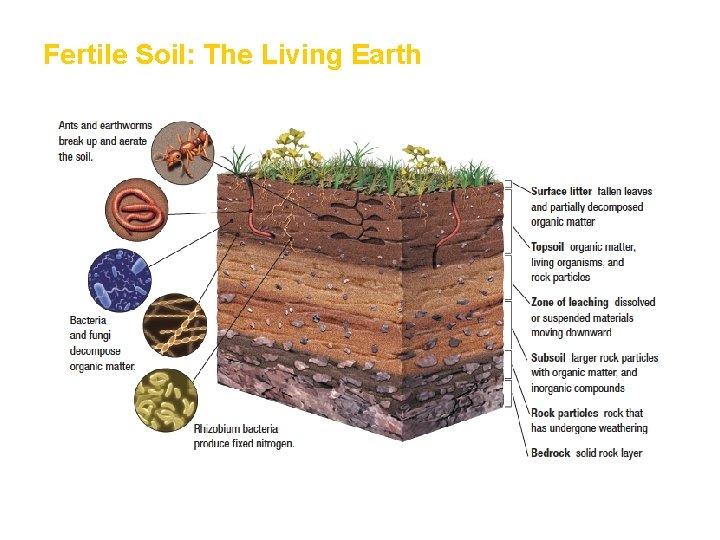 Fertile Soil: The Living Earth 