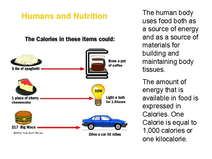 Humans and Nutrition • The human body uses food both as a source of