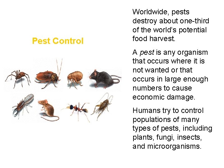 Pest Control • Worldwide, pests destroy about one-third of the world’s potential food harvest.