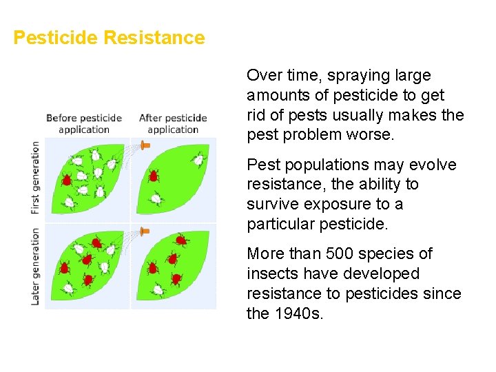 Pesticide Resistance • Over time, spraying large amounts of pesticide to get rid of
