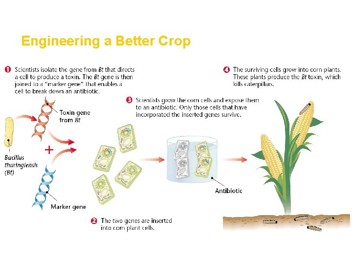 Engineering a Better Crop 