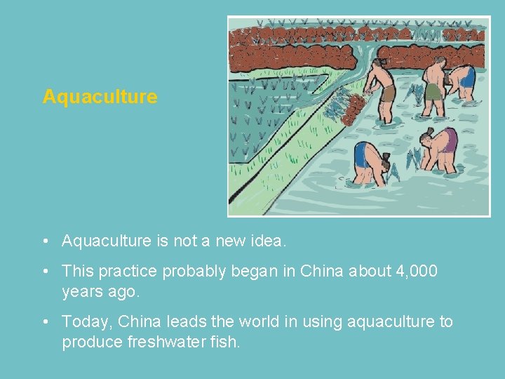 Aquaculture • Aquaculture is not a new idea. • This practice probably began in