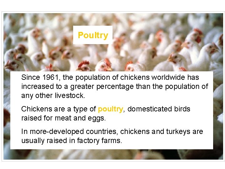 Poultry • Since 1961, the population of chickens worldwide has increased to a greater