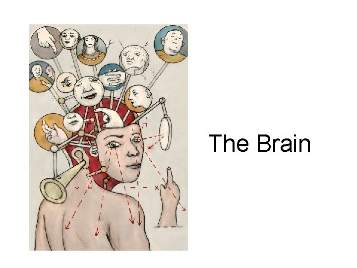 The Brain 