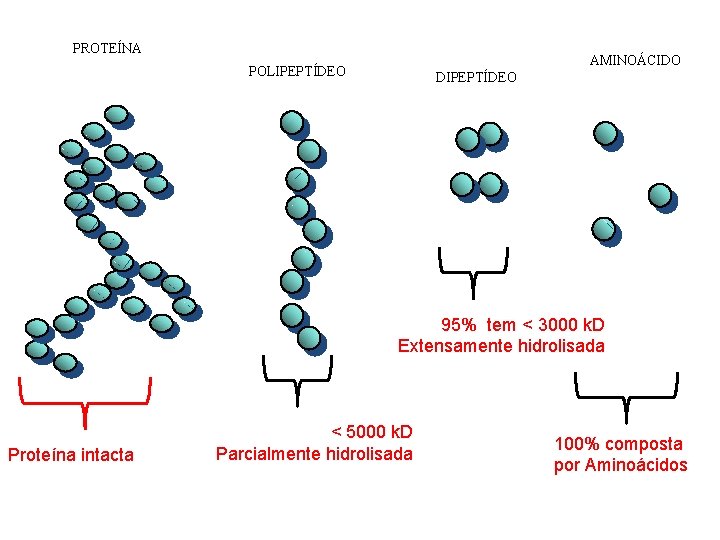 PROTEÍNA AMINOÁCIDO POLIPEPTÍDEO DIPEPTÍDEO 95% tem < 3000 k. D Extensamente hidrolisada Proteína intacta