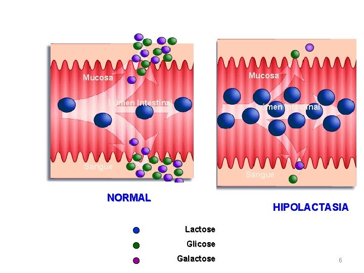 Mucosa Lúmen Intestinal Sangue NORMAL HIPOLACTASIA Lactose Glicose Galactose 6 