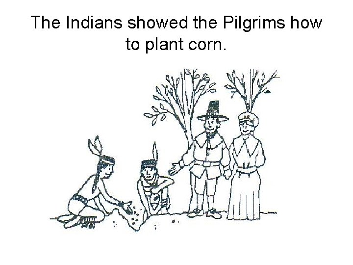The Indians showed the Pilgrims how to plant corn. 