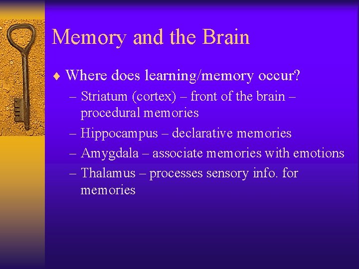 Memory and the Brain ¨ Where does learning/memory occur? – Striatum (cortex) – front Memory and the Brain ¨ Where does learning/memory occur? – Striatum (cortex) – front