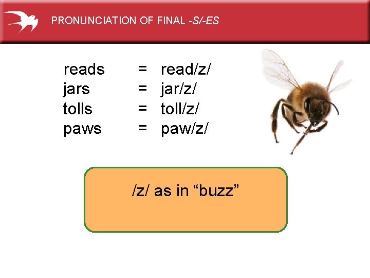 PRONUNCIATION OF FINAL -S/-ES reads jars tolls paws = = read/z/ jar/z/ toll/z/ paw/z/